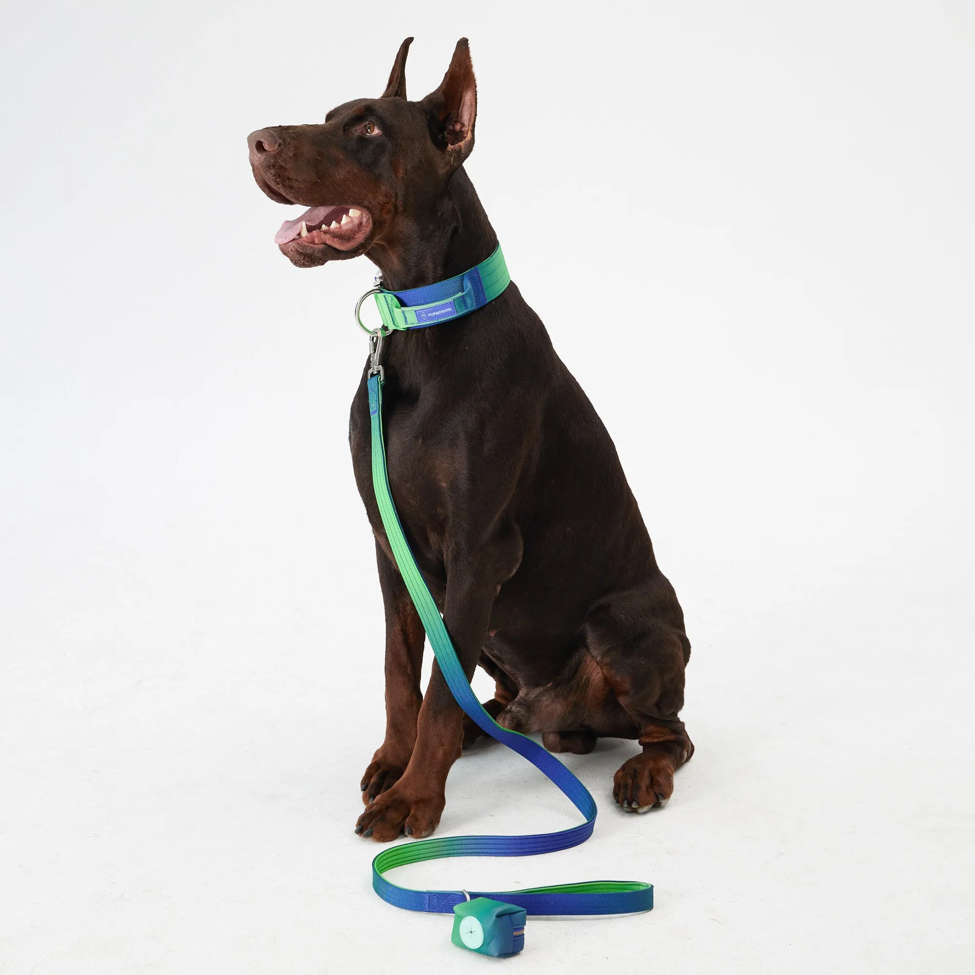 Complete Control Dog Collar - Aurora