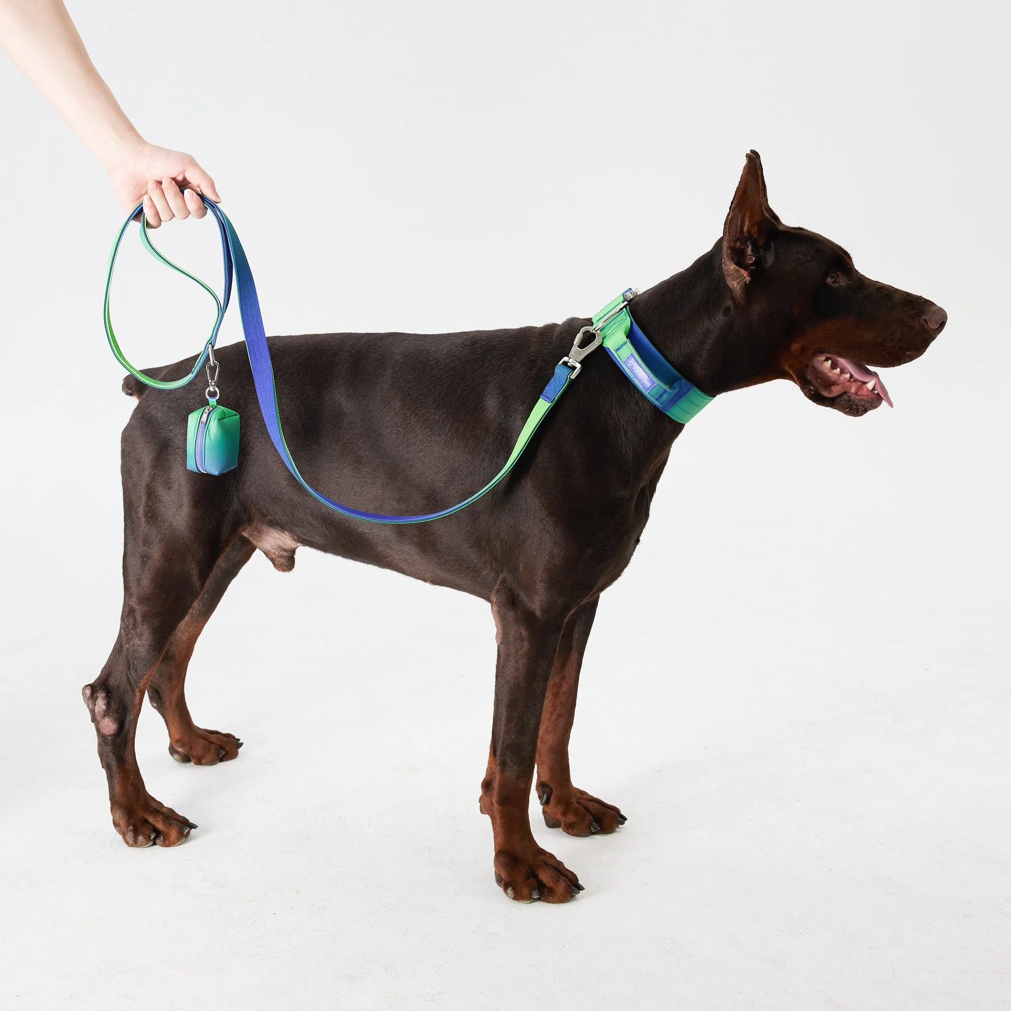 Complete Control Dog Collar - Aurora