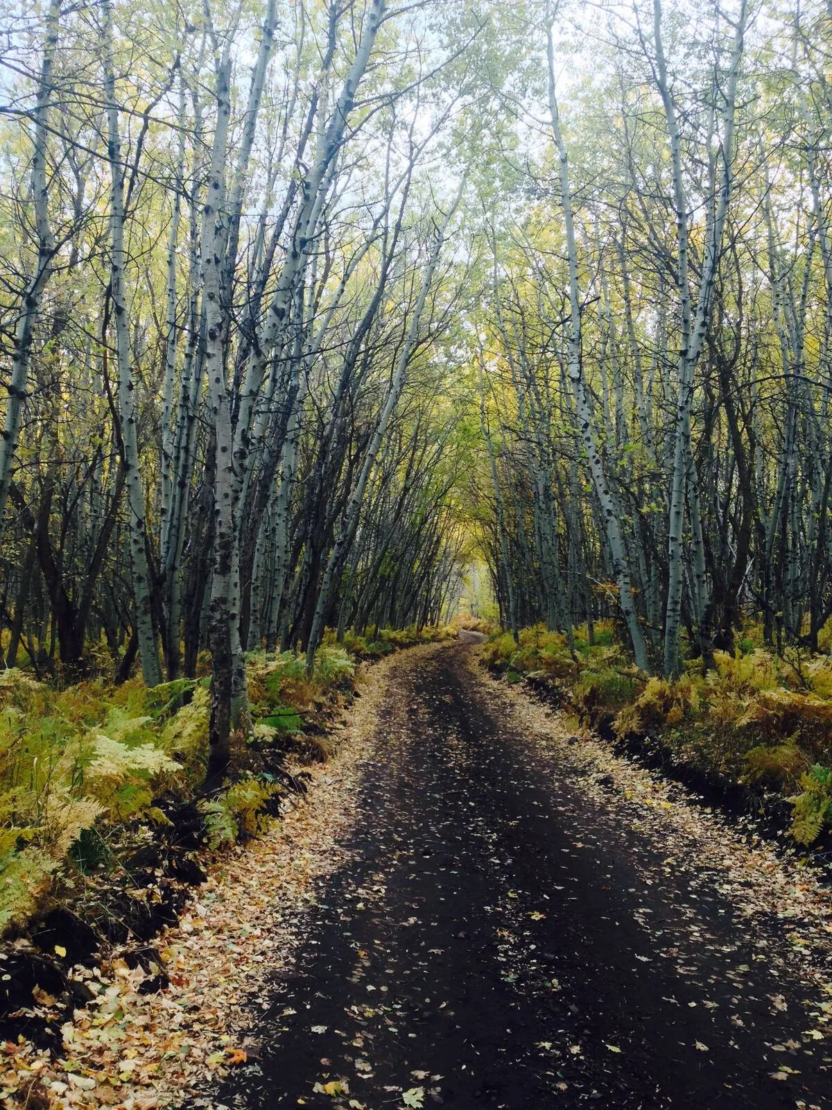 Learn How to Draw Landscapes in Pencil and Charcoal For The Absolute Beginner