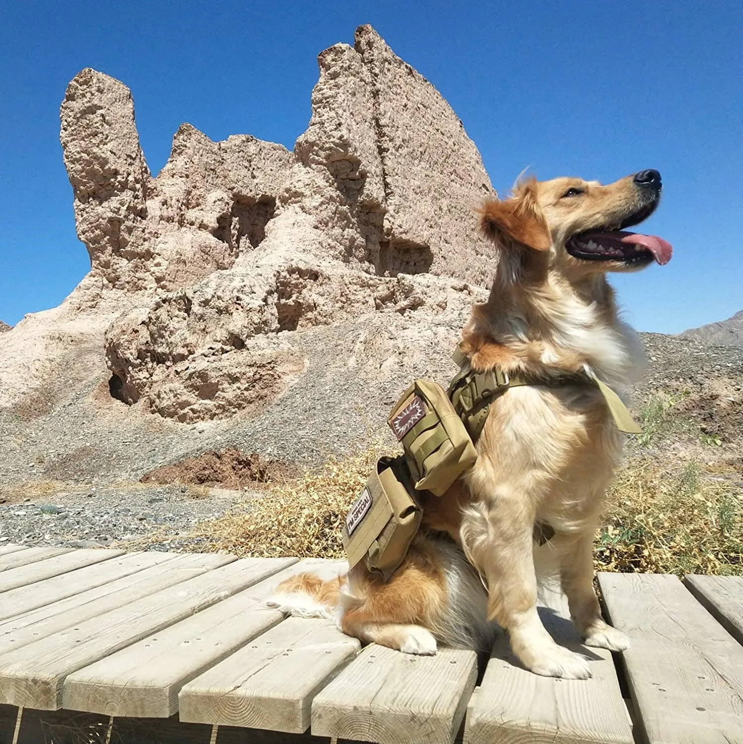 Tactical Dog Molle Vest Harness - Meet Mission Ready! 🐾🛡️